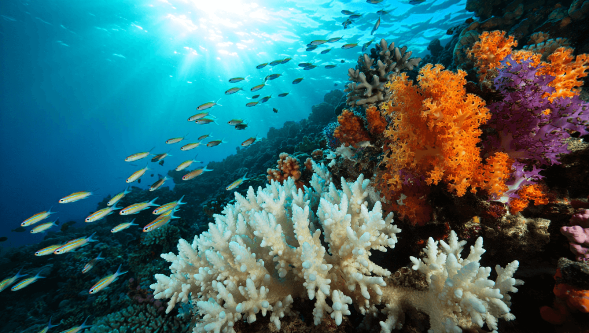 Una pandemia invisibile minaccia i ricci di mare e i reef globali: scheletri bianchi dalle Canarie fino all’Oceano Indiano