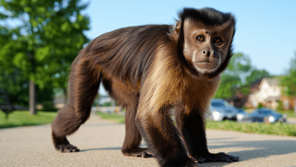 Un gruppo di scimmie avvistato in libertà per le strade di St. Louis