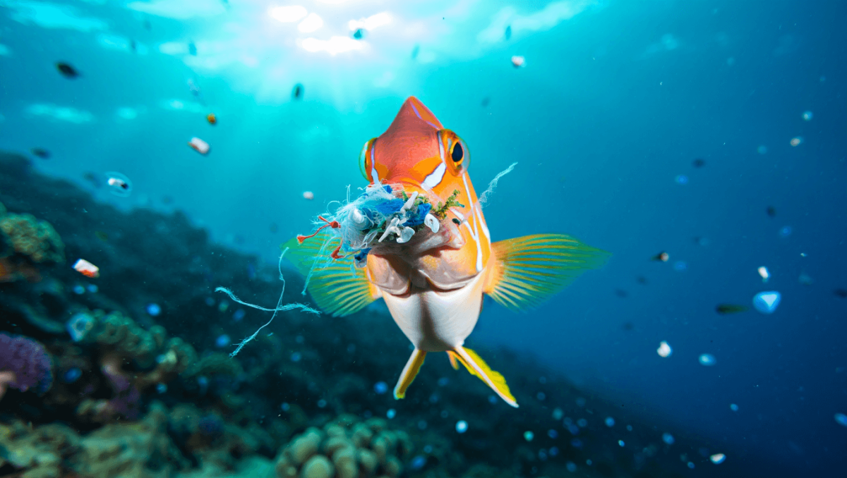 Trovate microplastiche anche nei pesci delle acque incontaminate del Pacifico