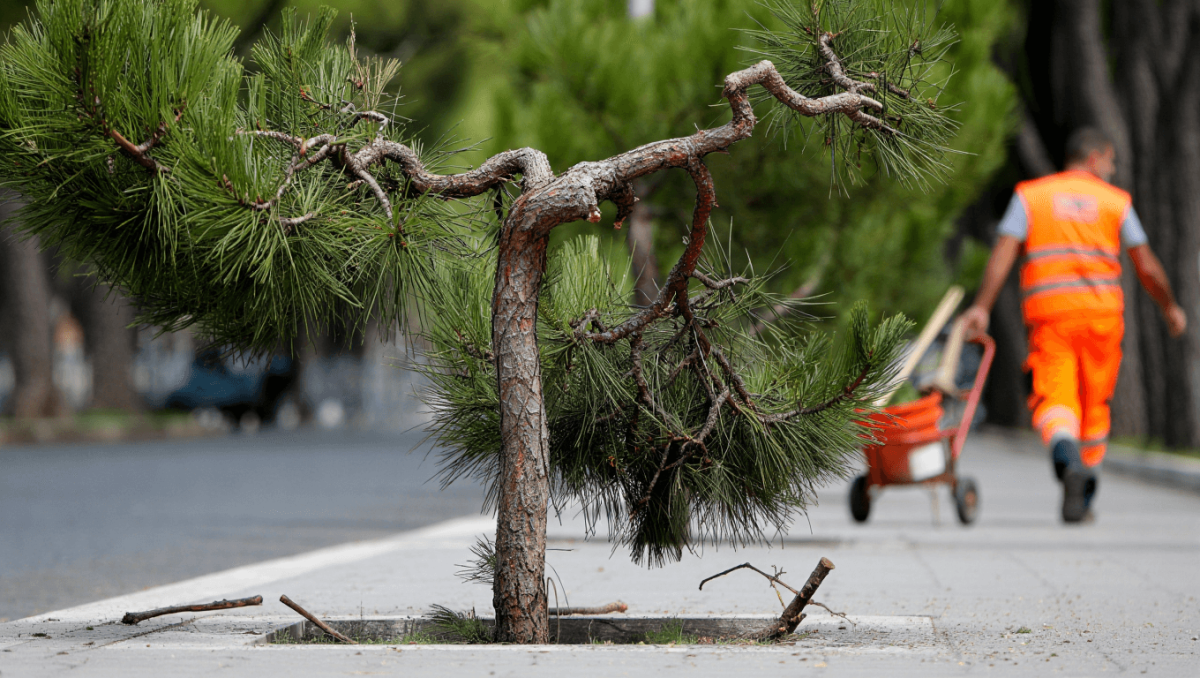 Sostituire i pini di Roma? “Un suicidio. Bisogna fare manutenzione, ma il Comune taglia il numero dei giardinieri”
