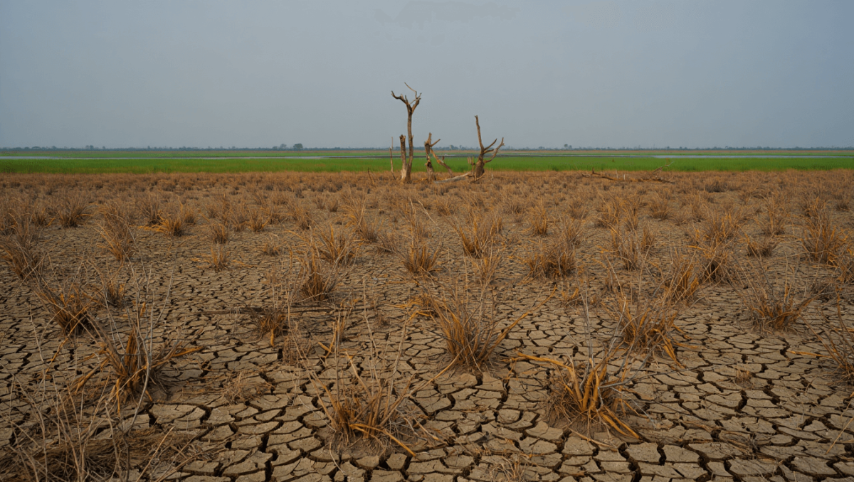 In Italia perso il 75% delle zone umide per l’intervento dell’uomo: il report del Wwf per la Giornata mondiale