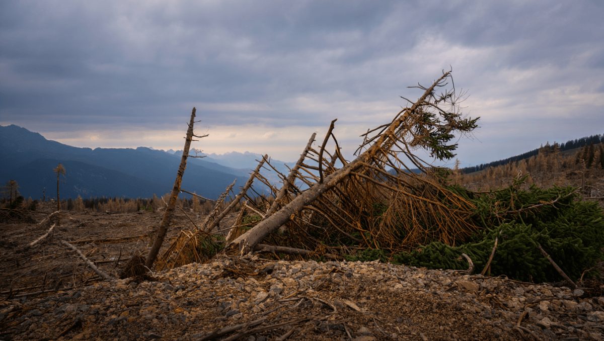 “Lago Bianco? Nessuna giustizia”: danneggiato l’habitat protetto del Parco dello Stelvio, ma la Procura archivia. Il Comitato: “Andiamo avanti”