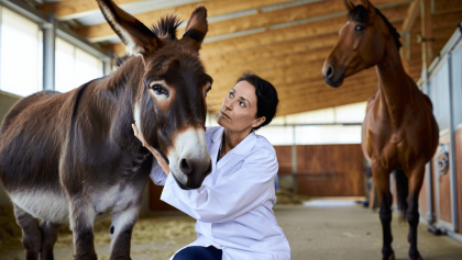 Asini e cavalli, una guida sana al rapporto con questi animali. La veterinaria: “Smettiamo di essere umano-centrici”