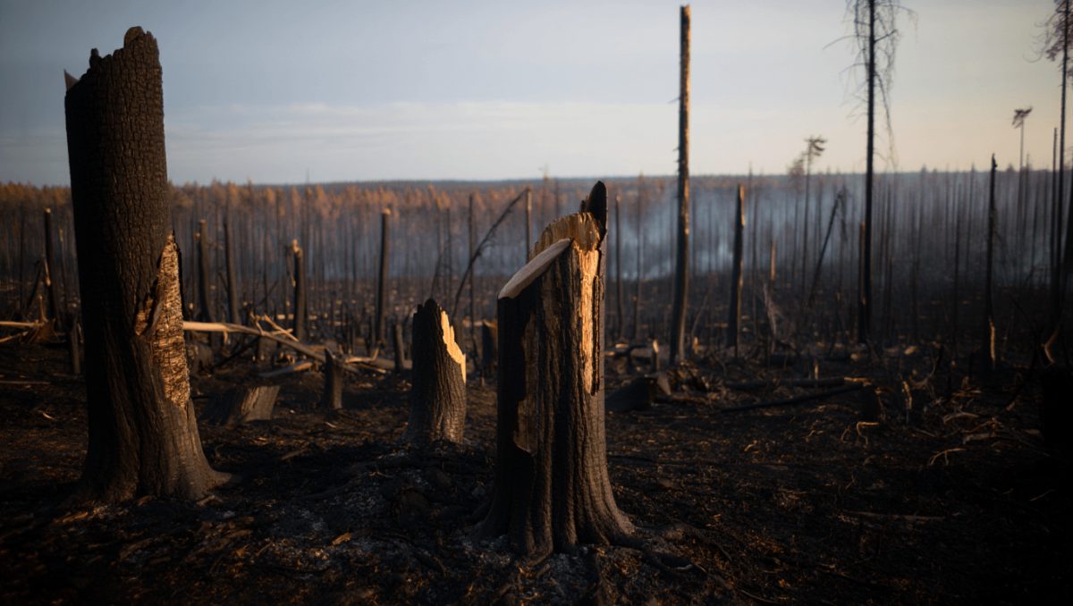 Clima in Europa, ondate di calore record anche nelle regioni più fredde. Nel 2025 in fumo un milione di ettari di bosco