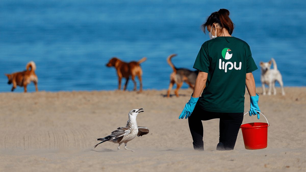 Davide Taurozzi, volontario Lipu, e la salvaguardia del fratino: “Nidificano sulle nostre spiagge, attenti a liberare i cani”
