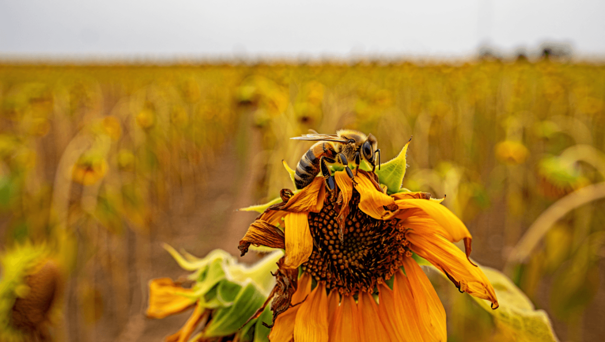 Pesticidi, cambiamenti climatici: tutti i fattori che mettono a rischio le api, anche di estinzione