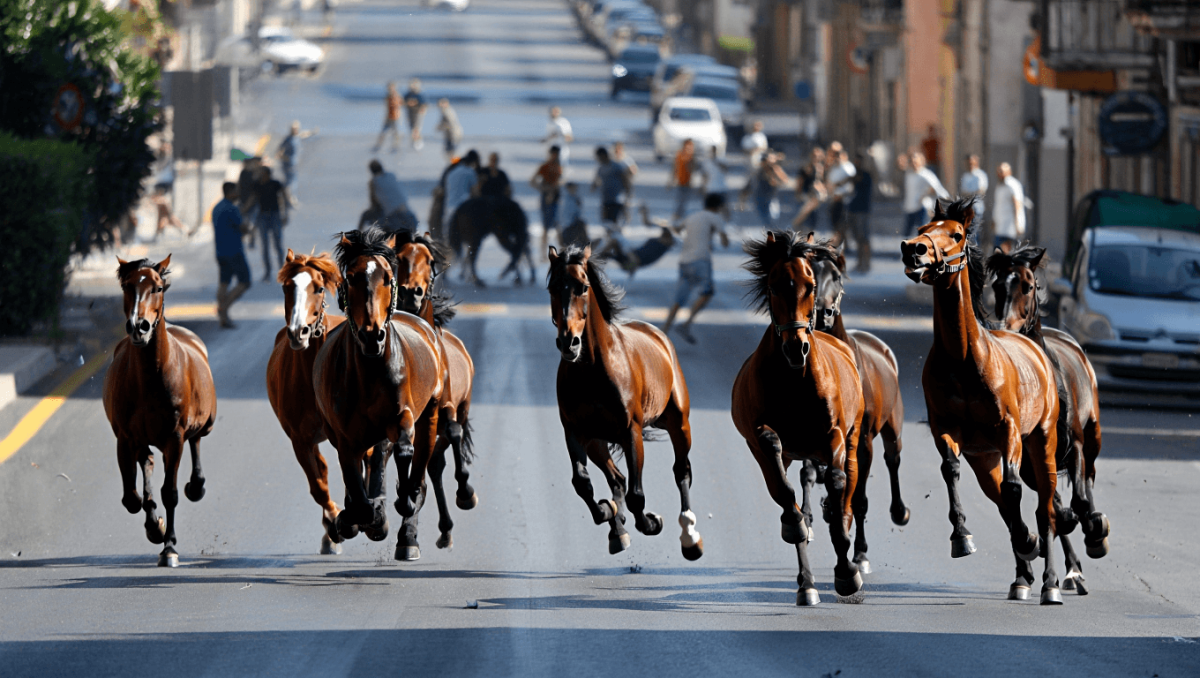Cavalli al galoppo su via Cristoforo Colombo, caos in strada (video)