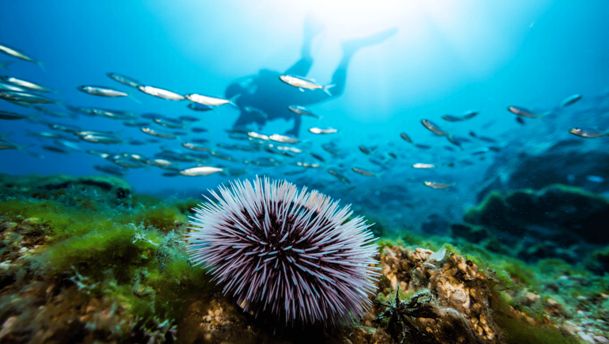 La Regione Puglia estende il fermo pesca dei ricci di mare. L’Arpa: “Limiti estremi di sfruttamento, faticano a ripopolarsi”
