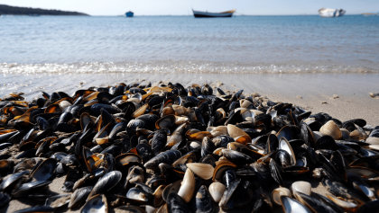 Caldo estremo, moria di cozze e vongole nell’Alto Adriatico: “I cambiamenti climatici provocano alla pesca danni per 200 milioni di euro all’anno”