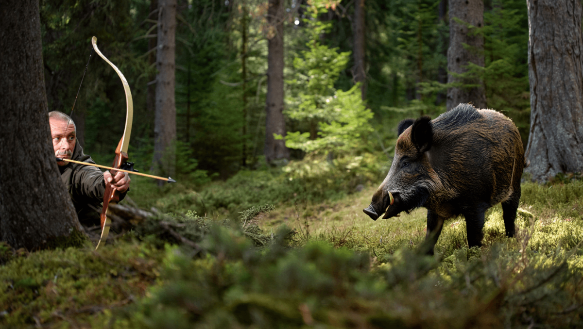 Trentino, non solo orsi e lupi: ecco “l’ordinanza Robin Hood”, che permette di ammazzare i cinghiali con gli archi