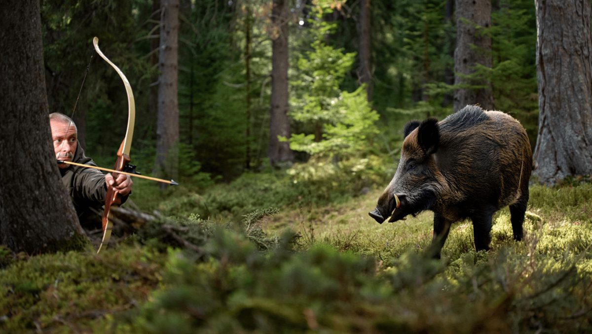 Trentino, non solo orsi e lupi: ecco “l’ordinanza Robin Hood”, che permette di ammazzare i cinghiali con gli archi