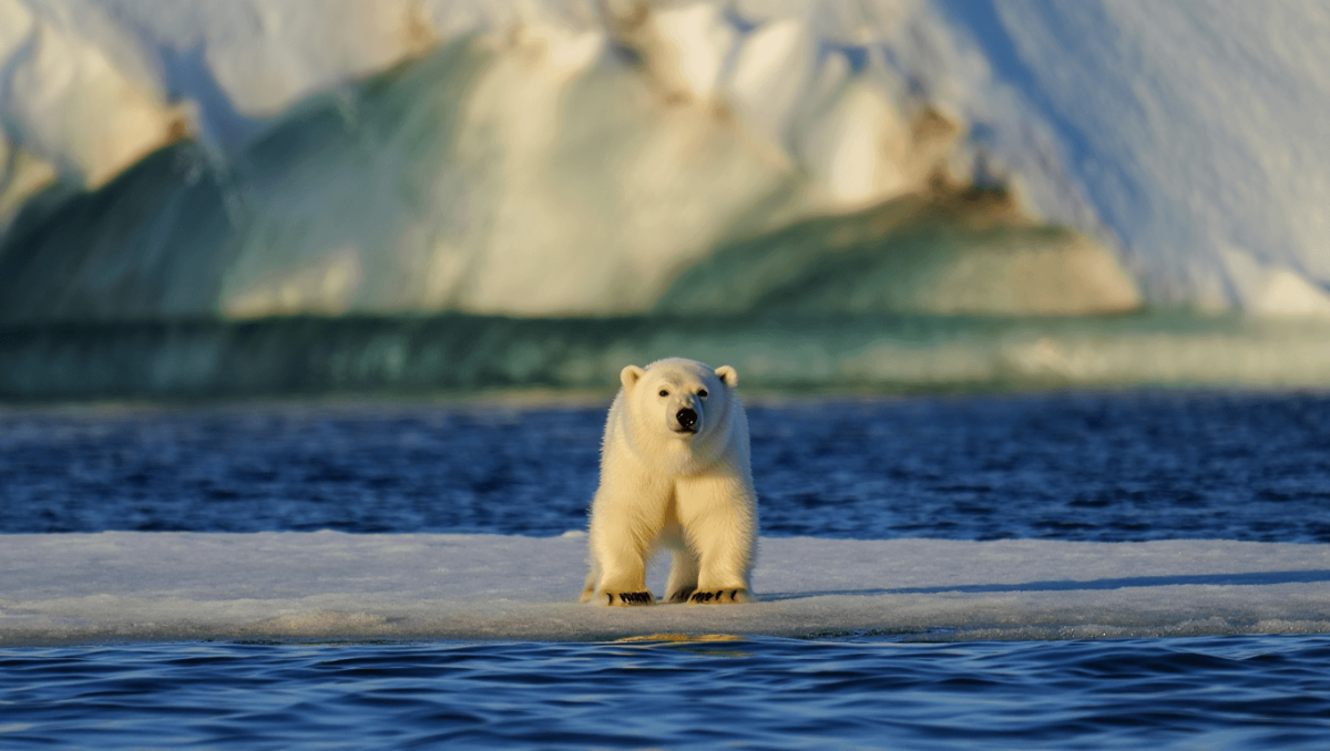 “La sfida del WWF oggi è il clima. Ma sulla tutela della natura stiamo facendo passi indietro. Il ddl caccia? Allucinante”