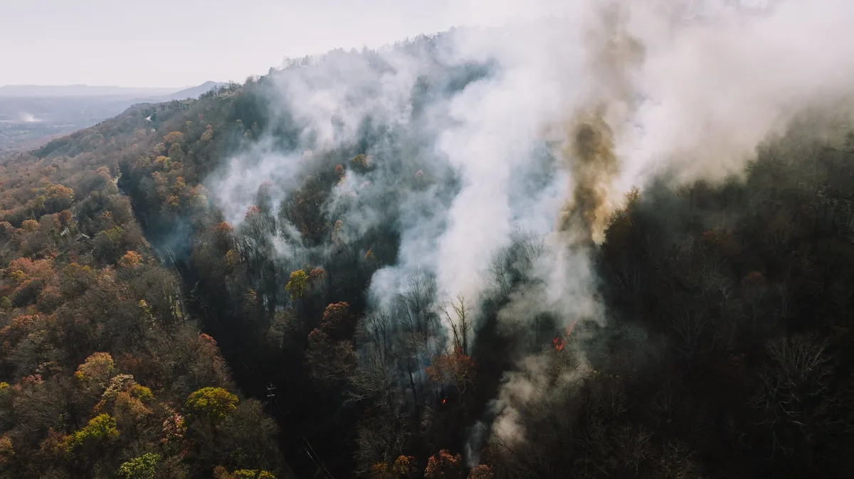 Veduta di bosco montano con segnali di stress dovuto al caldo e rischio incendi