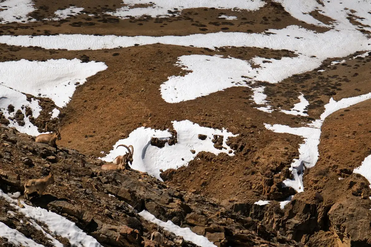 Animali montani che si spostano verso quote più elevate in risposta al riscaldamento climatico