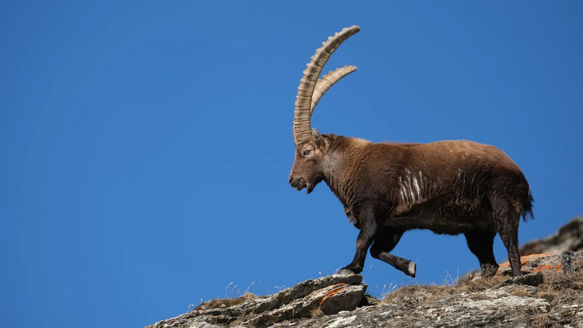 Stambecchi in un ambiente alpino subnivale, simbolo della migrazione verticale delle specie
