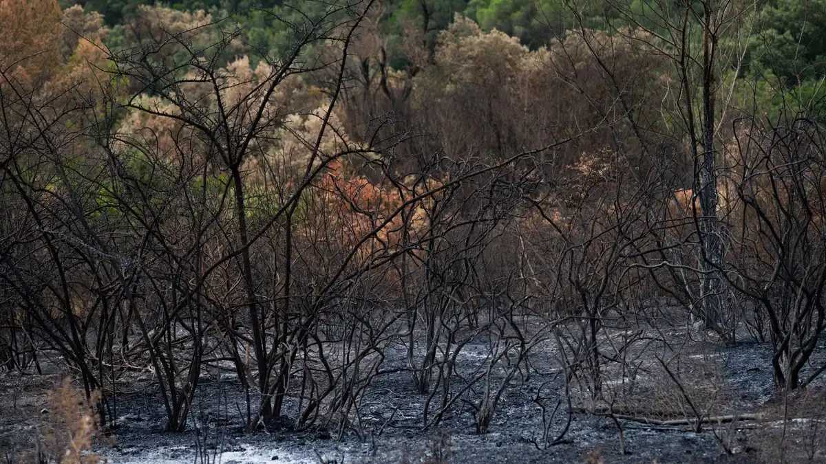 Paesaggio bruciato da incendi con fumo e alberi carbonizzati