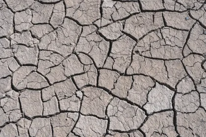 Campi agricoli secchi con terreno screpolato e colture appassite sotto il sole estivo