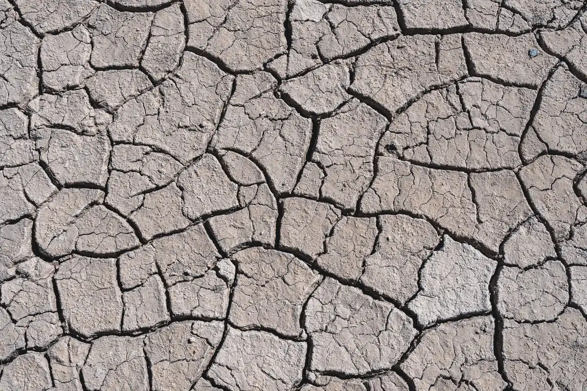 Campi agricoli secchi con terreno screpolato e colture appassite sotto il sole estivo