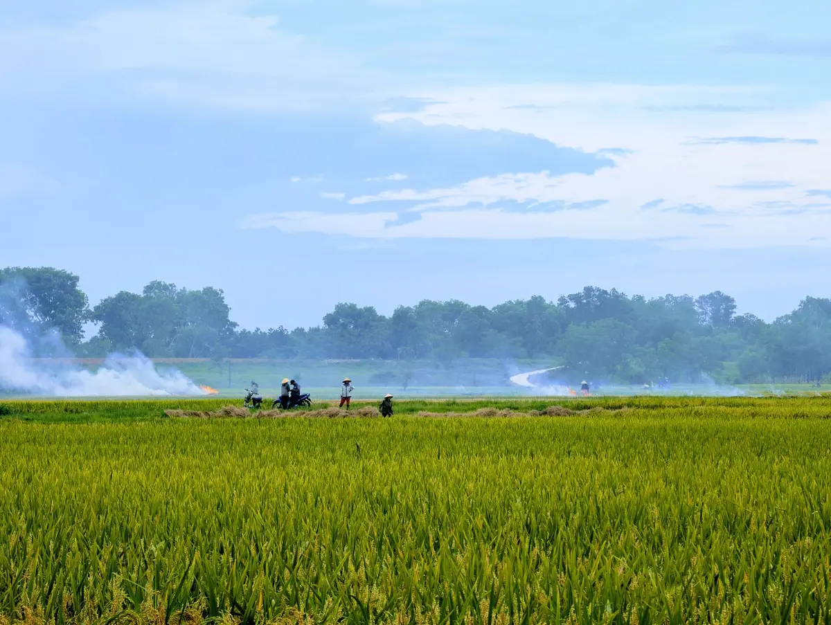Agricoltore che ispeziona le colture danneggiate dalla siccità in un campo
