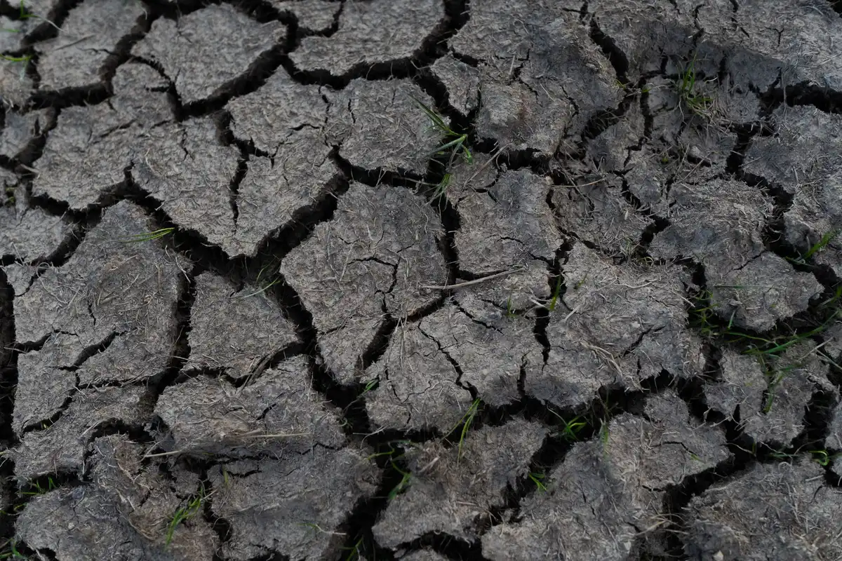 Livelli bassi di un fiume durante la siccità, con sponde rocciose esposte e vegetazione stressata