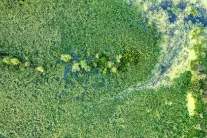 Veduta aerea di una riserva naturale protetta con canali d'acqua e vegetazione nativa