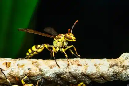 Zaino aperto su un balcone esterno con vespe orientalis che escono dal tessuto