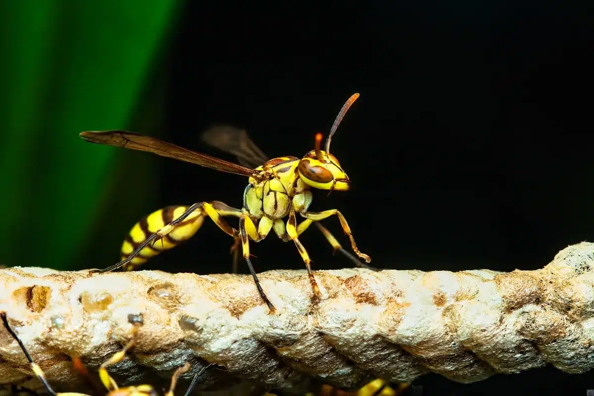 Zaino aperto su un balcone esterno con vespe orientalis che escono dal tessuto
