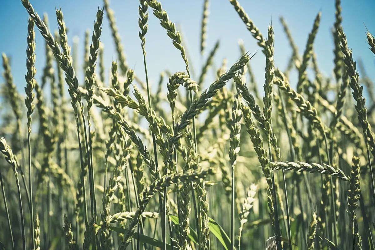 Campagna della Cisgiordania con terreni aridi e case distanti, simbolo di insicurezza alimentare
