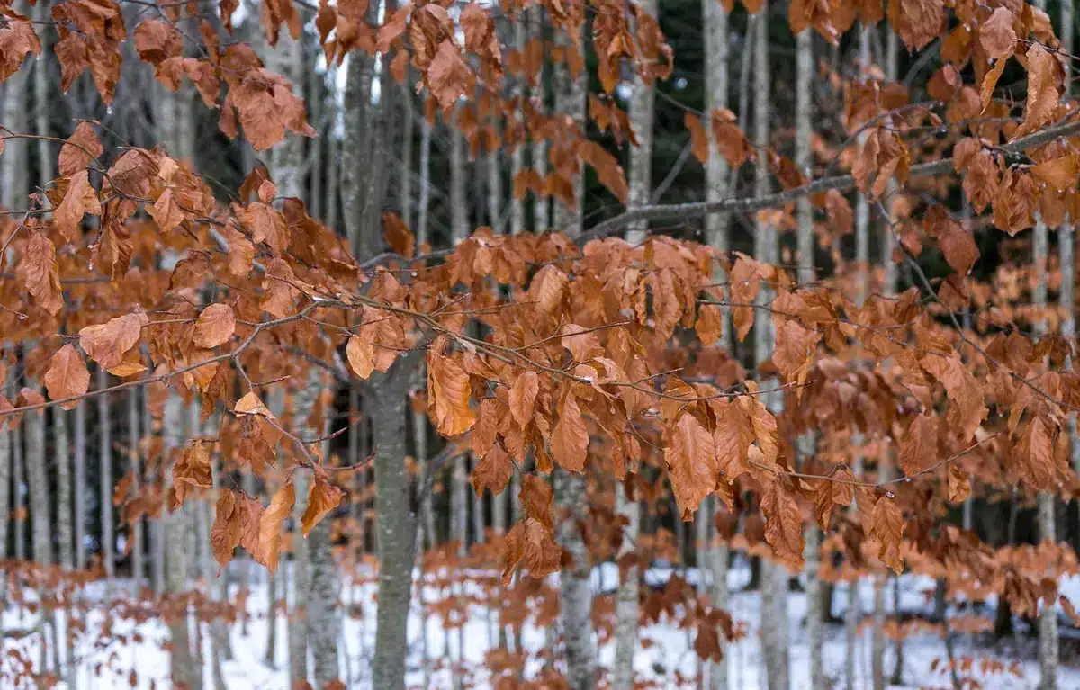 empty beech forest glade with scattered fallen leaves, mist in the distance, no people