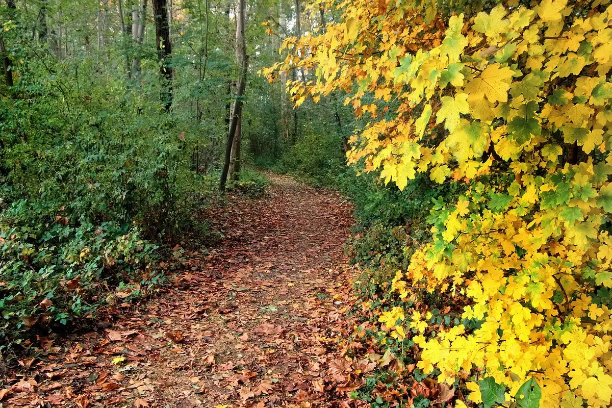 narrow forest path under tall beech trees, autumn light, distant anonymous figure silhouette