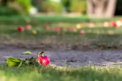 Persone anonime raccolgono mele nei filari autunnali di un frutteto