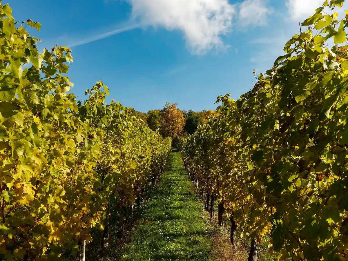 Filari di vigneti con uve autoctone portoghesi