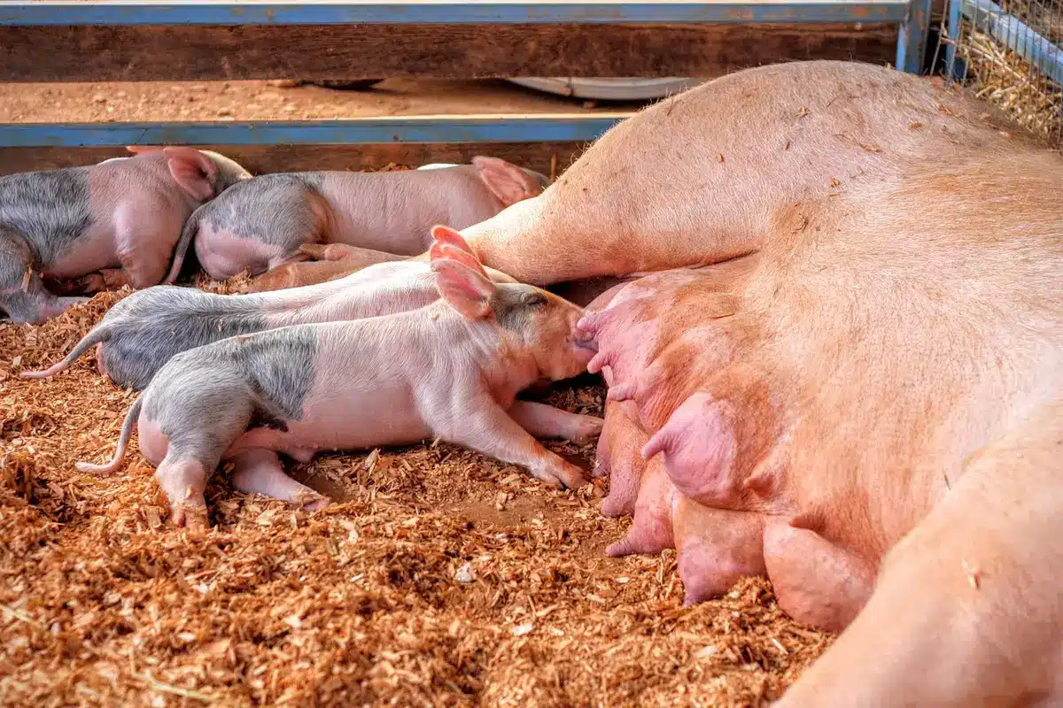 Interno di capannone agricolo con gabbie e mani anonime che lasciano cibo