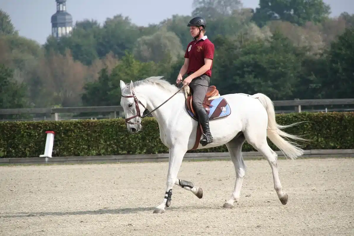 Due cavalieri in silhouette in un'arena di dressage, vista ampia su prato e recinto