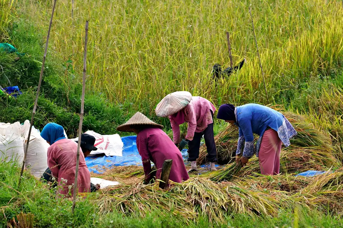 Contadine anonime al lavoro tra cassette di raccolto e vegetazione costiera