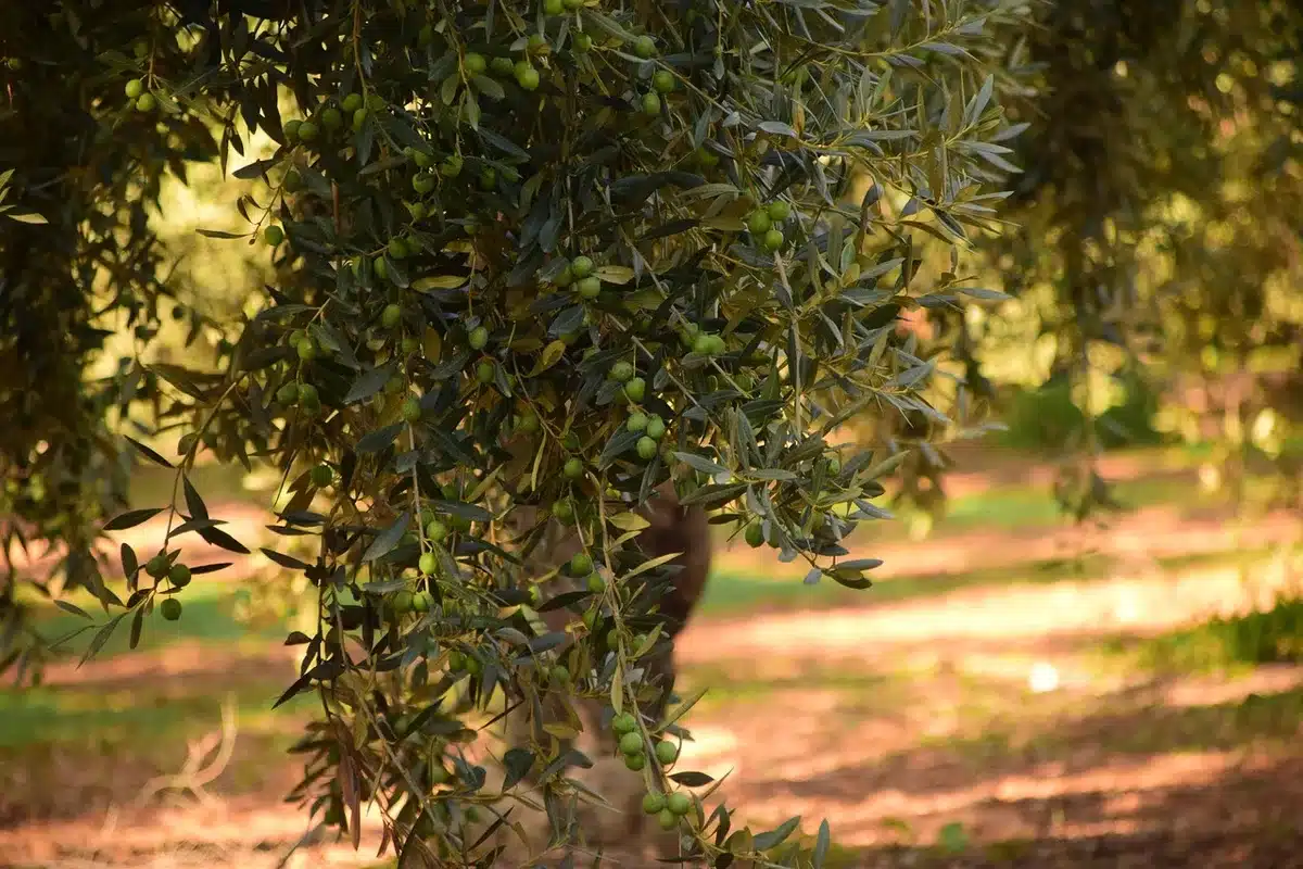 Empty stainless steel oil vats and freshly harvested olives beside a hand sieve, anonymous hands visible only from wrists