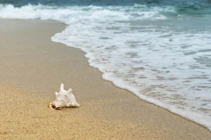 Persone anonime sulla scogliera che lanciano fiori in mare durante una commemorazione