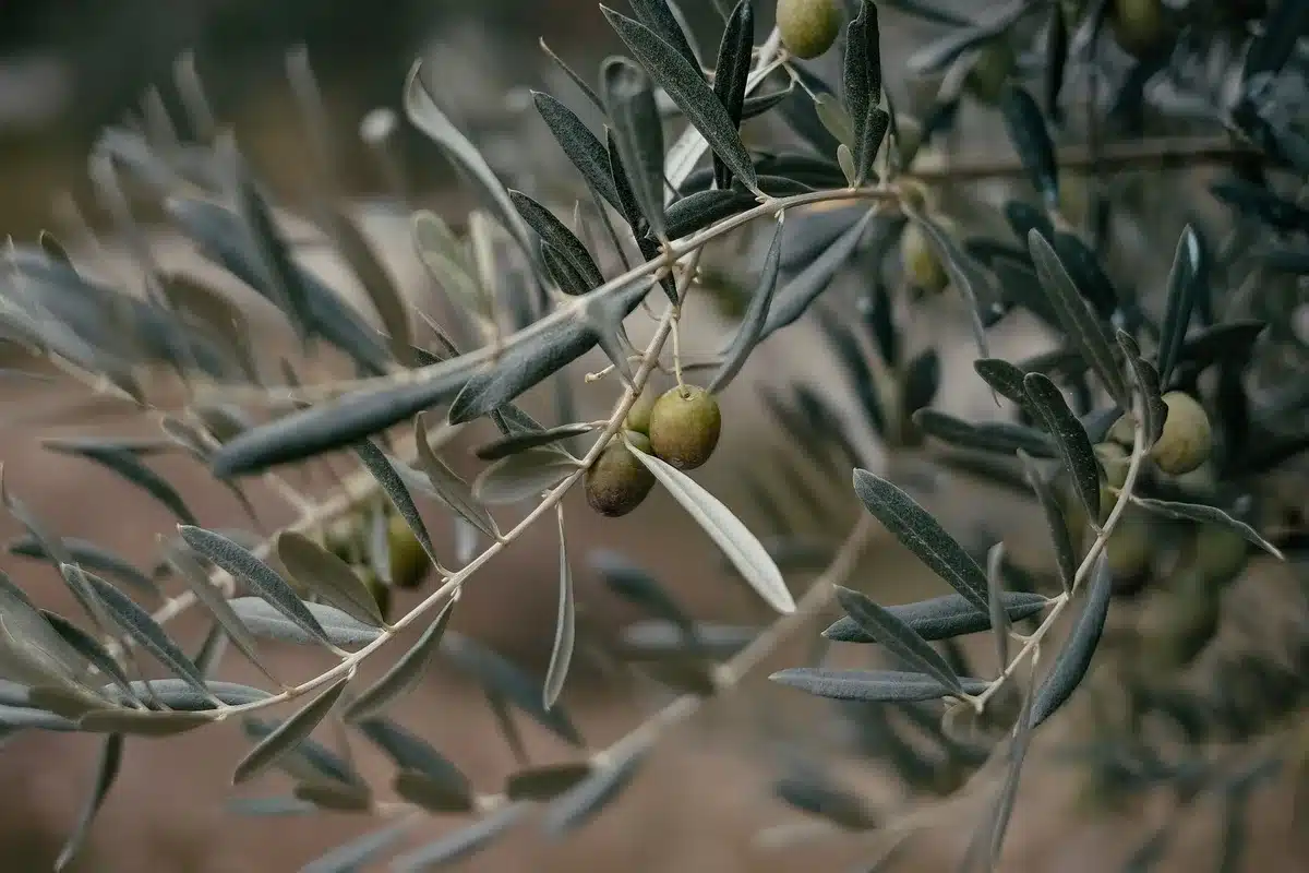 Anonymous close-up of hands gripping an olive harvesting tool, a crate half-filled with green olives and a blurred grove in the background