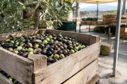 La Camera di Commercio di Foggia: felice per la DOP all’Oliva Alta Daunia varietà