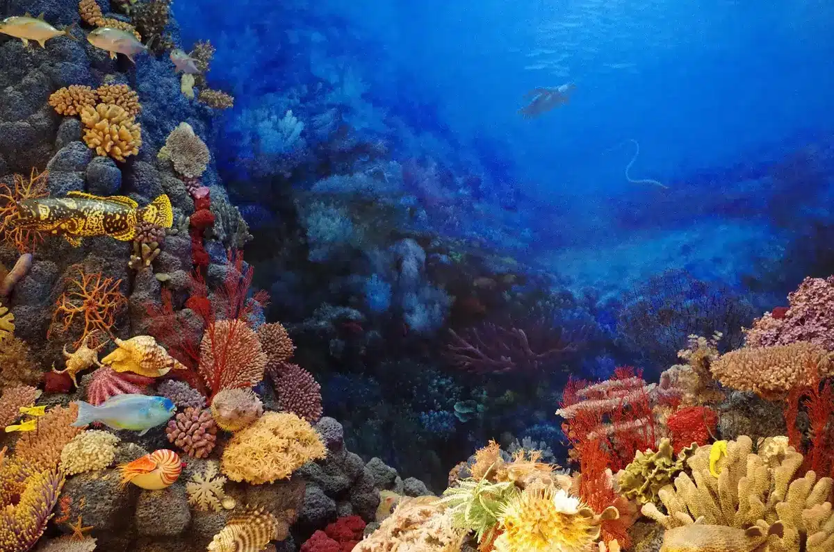 Pneumatici incastrati tra formazioni coralline che arrecano danno
