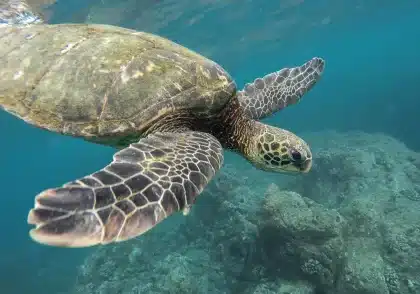 Pneumatici sommersi sul fondale marino con attrezzatura di recupero in lontananza