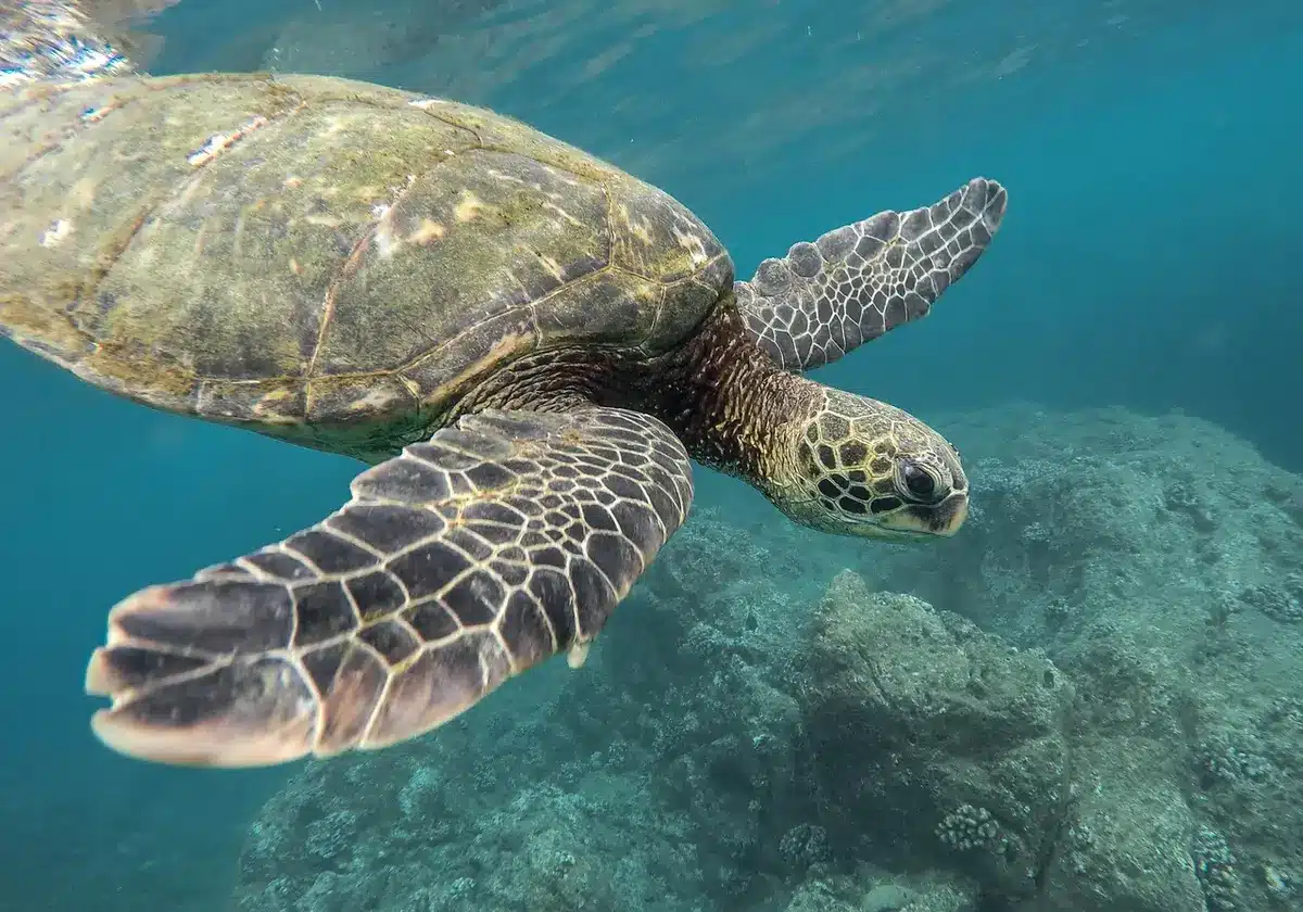 Pneumatici sommersi sul fondale marino con attrezzatura di recupero in lontananza