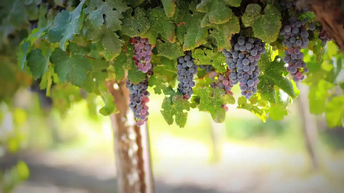 Casse di prodotti agricoli invenduti accatastate vicino a un magazzino