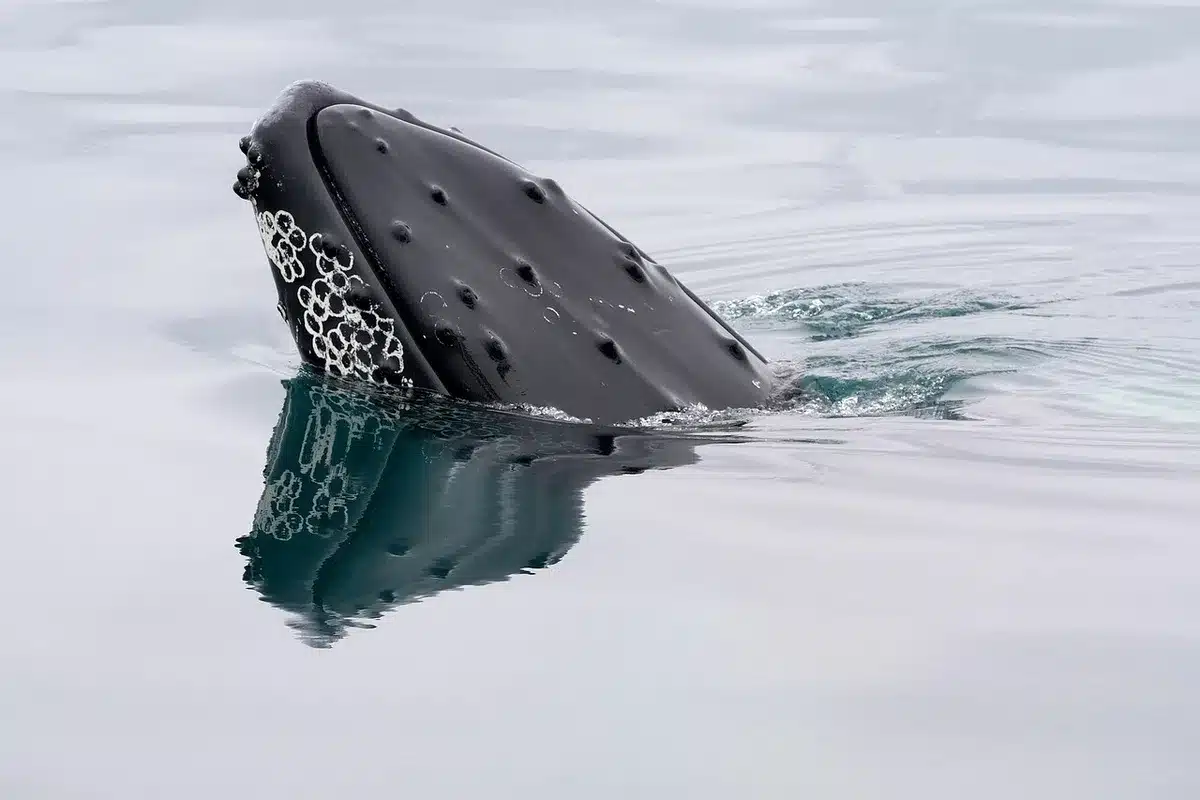 Scheletro di balena sul fondo marino con organismi bentonici intorno