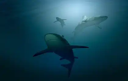 Fondale marino profondo illuminato da un ROV sopra una massa organica anonima